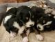 Miniature Australian Shepherd Puppies for sale in Columbia Falls, MT 59912, USA. price: $1,000