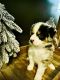 Miniature Australian Shepherd Puppies for sale in Perrysville, OH 44864, USA. price: $1,200