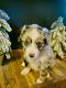 Miniature Australian Shepherd Puppies for sale in Perrysville, OH 44864, USA. price: NA