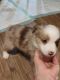 Miniature Australian Shepherd Puppies for sale in Ellsworth, WI 54011, USA. price: $1,800