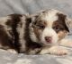 Miniature Australian Shepherd Puppies for sale in Monticello, KY 42633, USA. price: $800