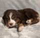 Miniature Australian Shepherd Puppies for sale in Monticello, KY 42633, USA. price: $400
