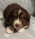 Miniature Australian Shepherd Puppies for sale in Monticello, KY 42633, USA. price: NA