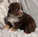 Miniature Australian Shepherd Puppies for sale in Monticello, KY 42633, USA. price: NA