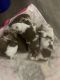 Miniature Australian Shepherd Puppies for sale in Texarkana, TX, USA. price: $900