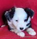 Miniature Australian Shepherd Puppies for sale in Golden Valley, AZ 86413, USA. price: $800