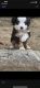 Miniature Australian Shepherd Puppies for sale in Etiwanda, CA 91739, USA. price: NA