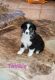 Miniature Australian Shepherd Puppies for sale in Konawa, OK 74849, USA. price: $300