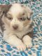 Miniature Australian Shepherd Puppies for sale in Texarkana, TX, USA. price: $800