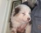 Miniature Australian Shepherd Puppies for sale in Texarkana, TX, USA. price: $800