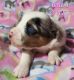 Miniature Australian Shepherd Puppies for sale in Canton, TX 75103, USA. price: NA