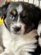 Miniature Australian Shepherd Puppies for sale in Burlington, IA, USA. price: $800