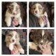 Miniature Australian Shepherd Puppies for sale in Albion, PA 16401, USA. price: NA