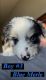Miniature Australian Shepherd Puppies for sale in Tahlequah, OK 74464, USA. price: $750