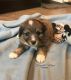 Miniature Australian Shepherd Puppies for sale in Ewing, KY 41039, USA. price: NA