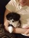 Miniature Australian Shepherd Puppies for sale in Cleveland, OH, USA. price: NA