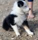 Miniature Australian Shepherd Puppies for sale in Golden Valley, AZ 86413, USA. price: $800