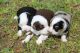 Miniature Australian Shepherd Puppies for sale in Romoland, CA 92585, USA. price: NA