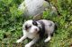 Miniature Australian Shepherd Puppies