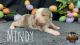Miniature Australian Shepherd Puppies for sale in Granbury, TX, USA. price: $1,800