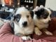 Miniature Australian Shepherd Puppies for sale in Burleson, TX 76028, USA. price: NA