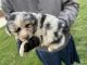 Miniature Australian Shepherd Puppies