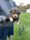 Miniature Australian Shepherd Puppies for sale in Franklin, NC 28734, USA. price: NA