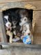 Miniature Australian Shepherd Puppies for sale in Simsboro, LA, USA. price: NA