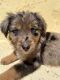 Miniature Australian Shepherd Puppies for sale in Glendale, AZ, USA. price: $800