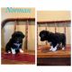 Miniature Australian Shepherd Puppies for sale in Faribault, MN 55021, USA. price: NA