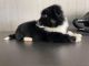 Miniature Australian Shepherd Puppies for sale in Alexander City, AL, USA. price: NA