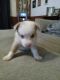 Miniature Australian Shepherd Puppies for sale in Blue Ridge, TX, USA. price: NA