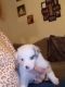 Miniature Australian Shepherd Puppies for sale in Blue Ridge, TX, USA. price: NA