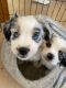 Miniature Australian Shepherd Puppies for sale in Denver, CO, USA. price: $800