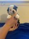 Miniature Australian Shepherd Puppies for sale in Davenport, IA, USA. price: $1,000