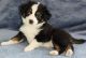 Miniature Australian Shepherd Puppies for sale in Sturgeon Bay, WI 54235, USA. price: $1,800