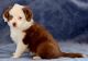 Miniature Australian Shepherd Puppies for sale in Sturgeon Bay, WI 54235, USA. price: $2,300