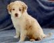 Miniature Australian Shepherd Puppies for sale in Sturgeon Bay, WI 54235, USA. price: $2,500