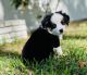 Miniature Australian Shepherd Puppies for sale in Ocala, FL, USA. price: NA