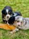 Miniature Australian Shepherd Puppies for sale in Molalla, OR 97038, USA. price: $900