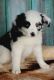 Miniature Australian Shepherd Puppies for sale in Homer, GA, USA. price: NA