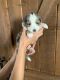 Miniature Australian Shepherd Puppies for sale in Surprise, AZ, USA. price: $1,500