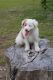 Miniature Australian Shepherd Puppies for sale in Lake City, FL, USA. price: NA