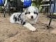 Miniature Australian Shepherd Puppies for sale in Centerville, TX 75833, USA. price: $1,200