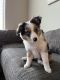 Miniature Australian Shepherd Puppies for sale in Denver, CO, USA. price: $1,400