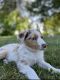 Miniature Australian Shepherd Puppies for sale in McBain, MI 49657, USA. price: $1,000