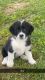 Miniature Australian Shepherd Puppies for sale in Mauckport, IN, USA. price: $75