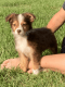 Miniature Australian Shepherd Puppies for sale in Lake City, FL, USA. price: NA