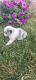 Miniature Australian Shepherd Puppies for sale in Grabill, IN 46741, USA. price: $850