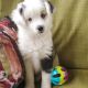 Miniature Australian Shepherd Puppies for sale in Pico Rivera, CA, USA. price: NA